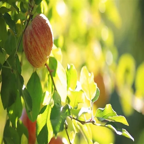 Apple trees with red apples. Shallow DOF. Stock Footage 69598772