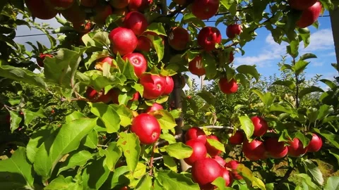 Apple trees with red apples. Ukrainian apples. Stock Footage 245610372