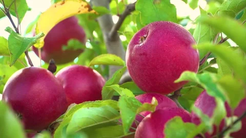 Apple trees with red apples. Ukrainian apples. Stock Footage 245610380