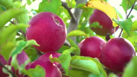 Apple trees with red apples. Ukrainian apples. Video stock 245610420