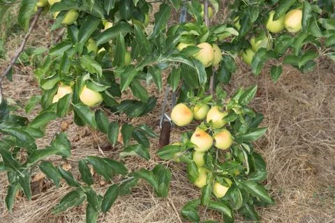Apple trees in a row, before harvest Stock Photos