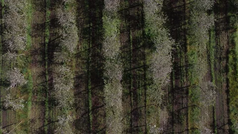 Apple trees in rows Vídeo Stock 153981689