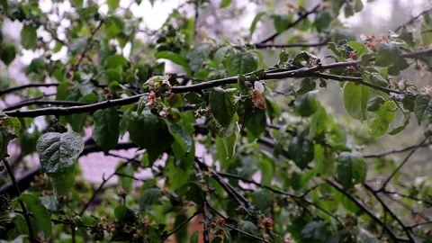 The apple trees in a spray of rain Stock Footage 152639592