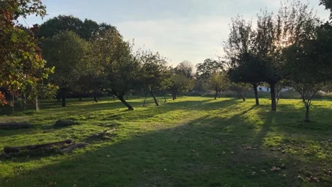 Apple trees on a sunset 库存影片 330670093