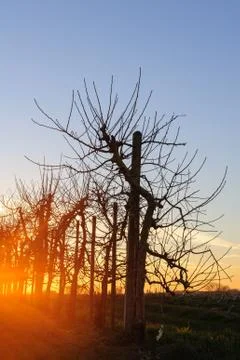 Apple Trees at Sunset Stock Photos