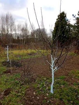 Apple trees with whitewashed trunks against the background of cedars and ot.. Stock Photos