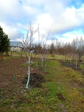 Apple trees with whitewashed trunks in the garden in late autumn Stock Photos