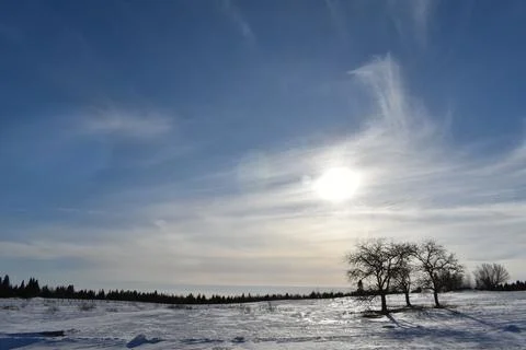 Apple trees in winter under a blue sky Stock Photos