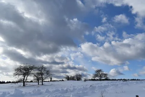 Apple trees in winter under a cloudy sky Stock Photos