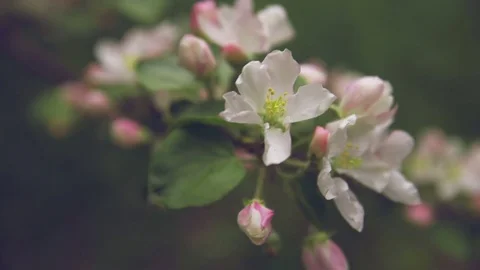 Apple twig with flowers and a bud Stock Footage 75691969