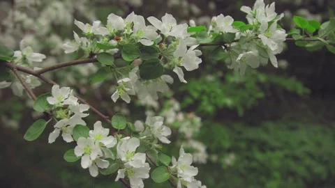 Apple twig with flowers and a bud. Stock Footage 77997565