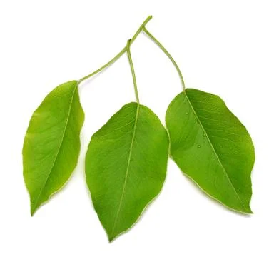 Apple twig leaf isolated on a white background. Nature concept. Flat lay, t.. Stock Photos