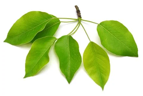 Apple twig leaf isolated on a white background. Nature concept. Flat lay, t.. Stock Photos