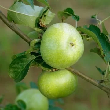 Apple on twig Stock Photos