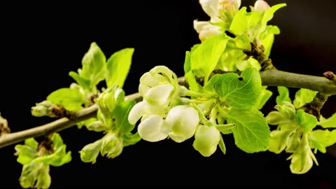 Apple twig time lapse Stock Footage 133070941