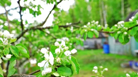 Apple twig with white flowers Stock Footage 41339183
