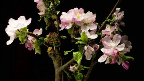 Apple twigs bloom time lapse Video stock 137345230