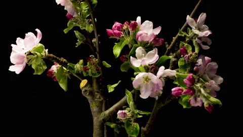 Apple twigs bloom time lapse Видео 137346895