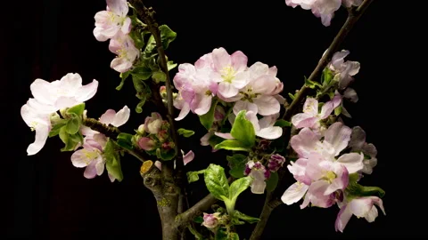 Apple twigs bloom time lapse Stockbeeldmateriaal 137348384