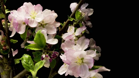 Apple twigs bloom time lapse Stockbeeldmateriaal 137350085