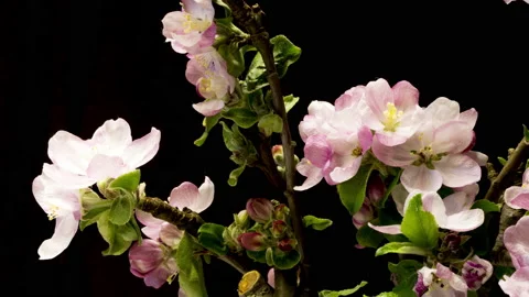 Apple twigs bloom time lapse Stock Footage 137350988
