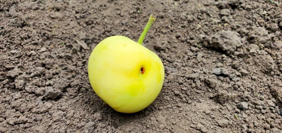 An apple under a tree on the ground Stock Photos