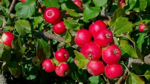 Apple variety Fuji Video stock 319840530