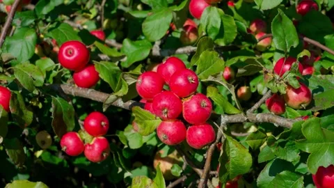 Apple variety Fuji Stock-Footage 319840719