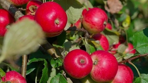 Apple variety Fuji Stock Footage 319840990