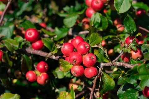 Apple variety Fuji 스톡 사진