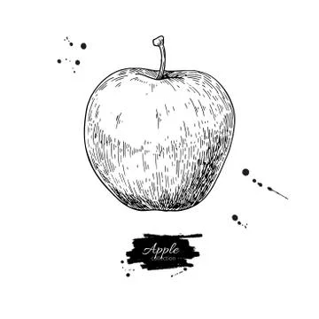 Apple vector drawing. Hand drawn isolated fruit. Summer food Stock Illustration