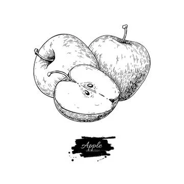 Apple vector drawing. Hand drawn fruit and sliced pieces. Summer Stock Illustration