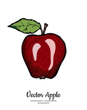 Apple vector isolated. Red fruit hand drawn illustration. Trendy food menu, f Stock Illustration