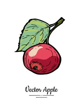 Apple vector isolated. Red fruit hand drawn illustration. Trendy food menu, f Stock Illustration