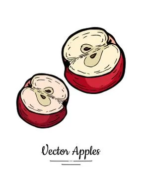 Apple vector isolated. Red fruit hand drawn illustration. Trendy food vegetar Stock Illustration