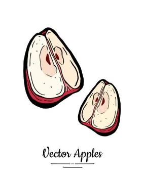 Apple vector isolated. Red fruit hand drawn illustration. Trendy food vegetar Stock Illustration