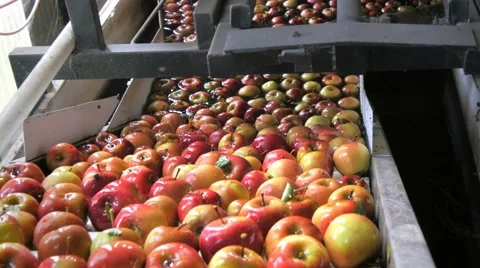 Apple washing Stock Footage 49585633