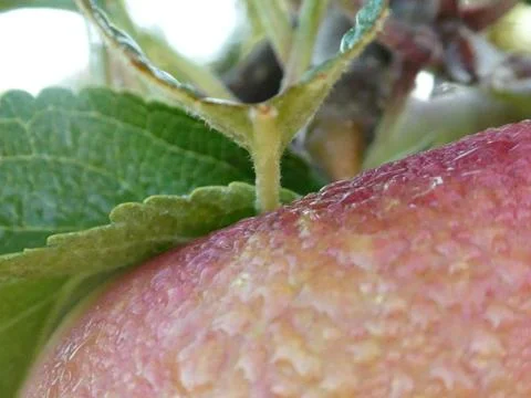 Apple, waterdrop, waterdrop on apple, tree, appletree, outdoor Stock Photos