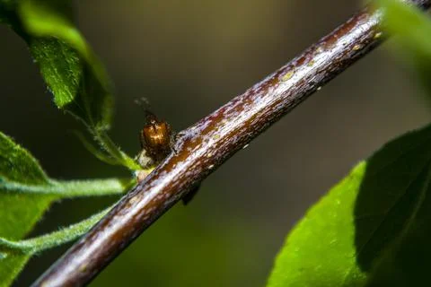 The apple weevil sits on an apple tree branch. Stock Photos