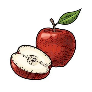 Apple whole and half with leaf. Vintage color engraving Stock Illustration