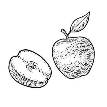 Apple whole and half with leaf. Vintage black engraving Stock Illustration