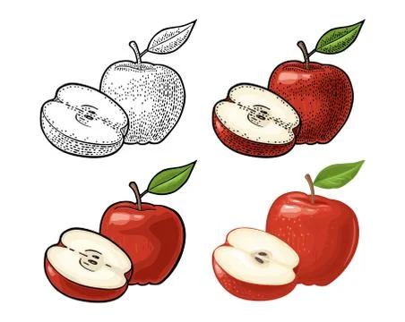 Apple whole and half with leaf. Vintage color engraving and flat Stock Illustration