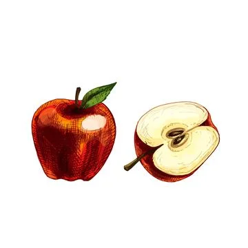 Apple whole and half with leaf. Vintage color engraving Stock Illustration