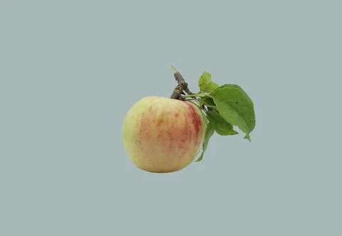 Apple with wild apple tree. Stock Photos