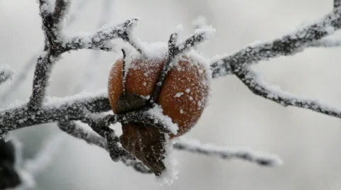 Apple in winter Video stock 591427