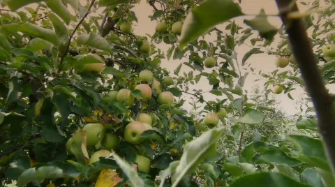 Apple Wonder 2 Stock Footage 874878