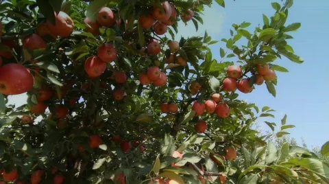 Apple wonder Stock Footage 874877