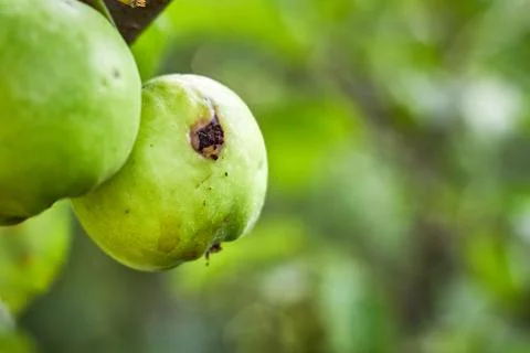 Apple with worm hole Stock Photos