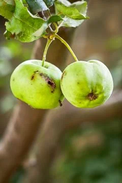 Apple with worm hole Stock Photos