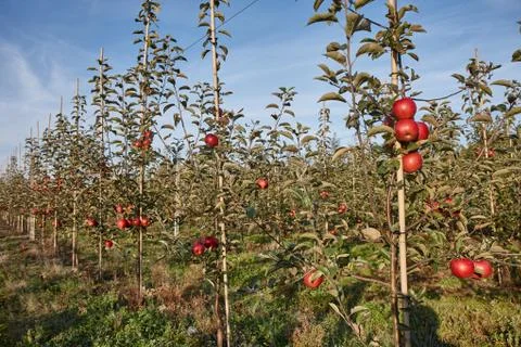 Apple young tree Stock Photos